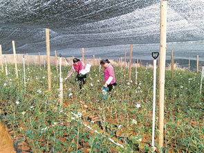 病虫害防治， 苗圃的“医生”