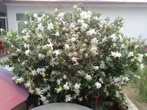 栀子树断根盆栽，如何巧妙拆分成一株双生