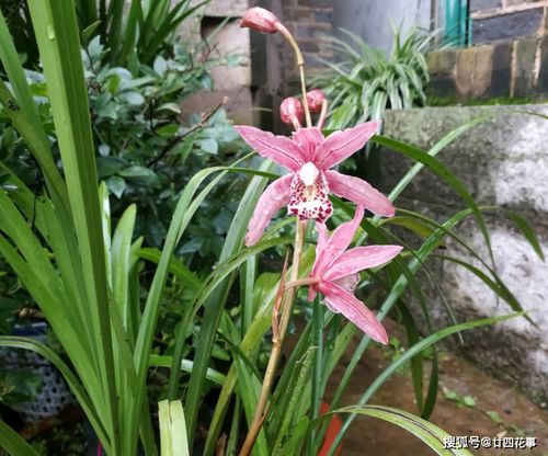 灵魂拷问专区：朝北院子种什么嫩过冬？