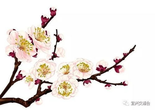 梅花资料有哪些？梅花品种、生长习性、药用价值