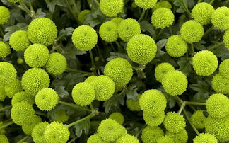 绿色圆球状的花朵之谜