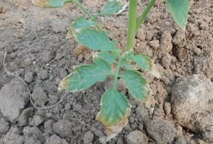 当归种子发芽的小秘密，温度大揭秘！