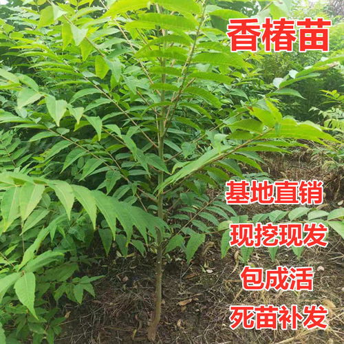 香椿种子如何种植？香椿苗种植技术要点有哪些