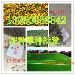 种草籽的注意事项