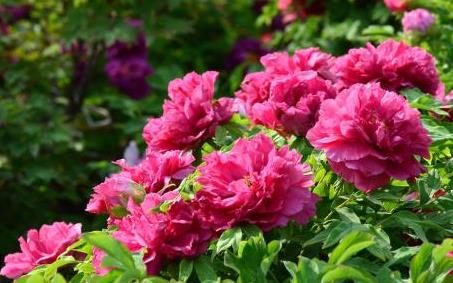 揭秘牡丹花：以控制之美诠释自然语言