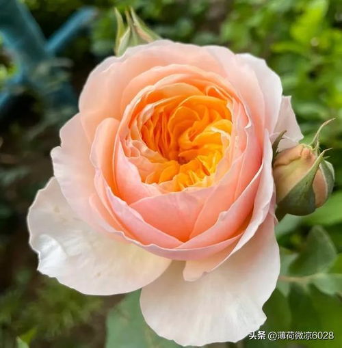 心之水滴，这花儿可是日系切花月季的佼佼者！