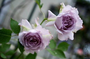 胭脂扣：一款耐阴而贫瘠的藤本月季