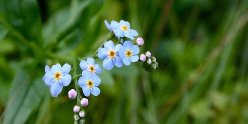 角堇养殖秘籍：轻松掌握，绽放美丽花朵！