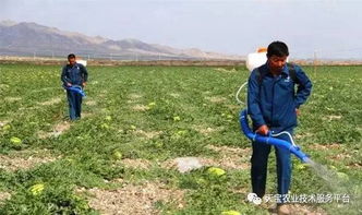 农药的使用原则