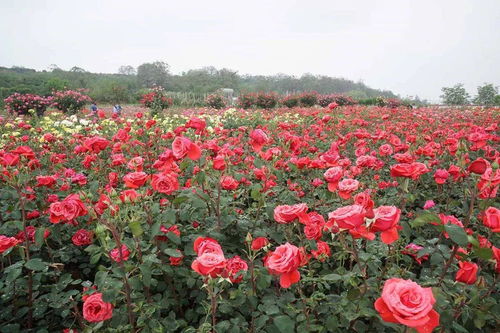 月季花与音乐：歌颂真善美， 传递喜庆精神