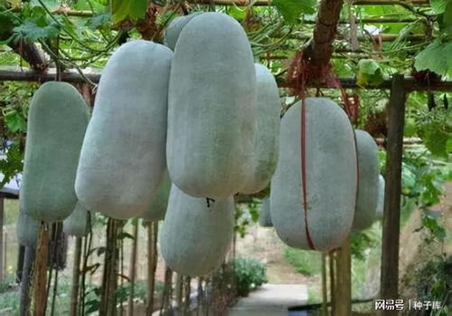 冬瓜灰霉病的那些事儿