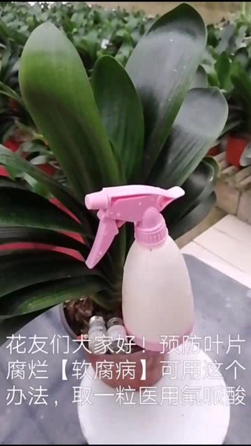 君子兰叶片腐烂怎么办？如何有效防治君子兰烂叶