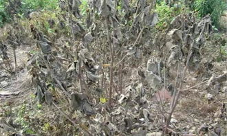 间隔期延长，平安为先