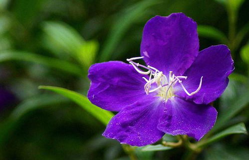 紫蝴蝶花怎么养？这几个步骤让它开花爆盆