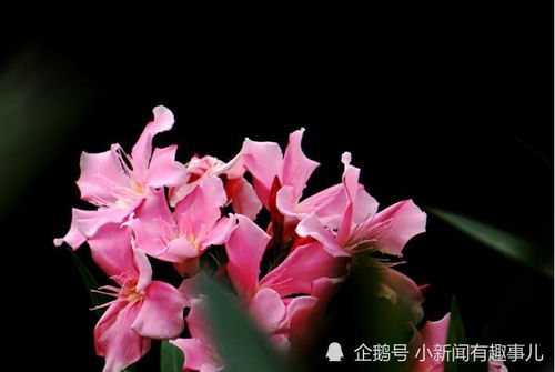 一帆风顺花移植6步法，轻松上手！