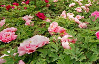 组织培养繁殖，牡丹的另一种繁殖方式