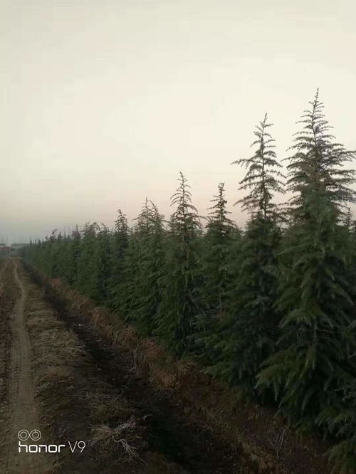 先说说 得说说这4米高的雪松