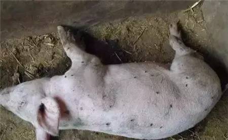 高蛋白猪饲料硬度高是否会影响猪的消化吸收和生长性能？
