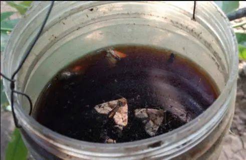 红糖白醋配杀虫剂