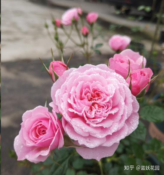 月季开花后修剪，促发壮实新枝及早现蕾开花！