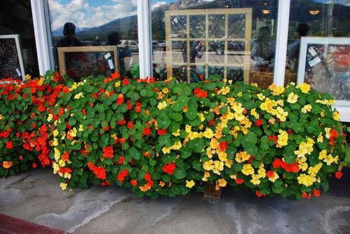 重庆八月， 花儿盛开的季节