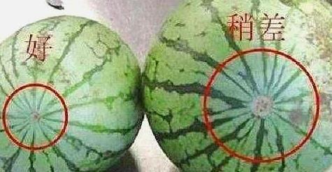 西瓜有公母之分，如何区分