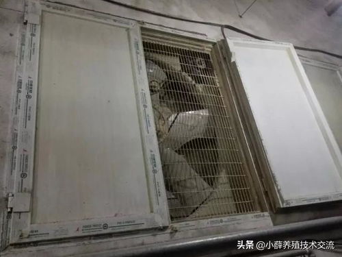 肉鸡笼养技术与管理要点