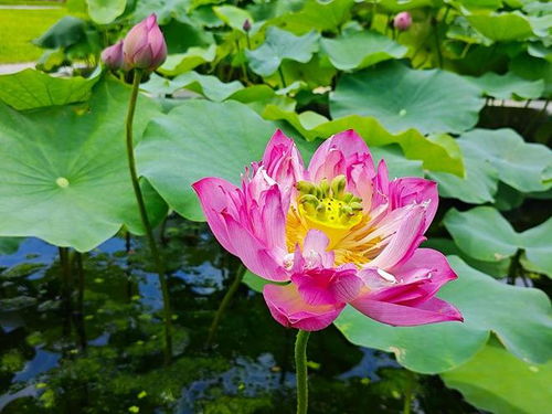 荷花：夏日清凉的代表