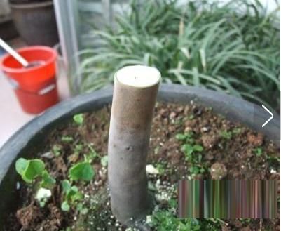 砧木的选择， 成败的关键