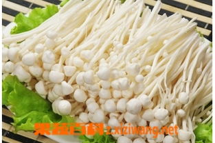 金针菇根的奇妙之旅