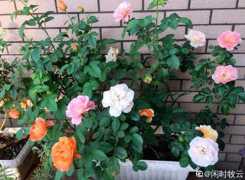 适宜养的花草草