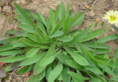 病虫害应对：三大常见