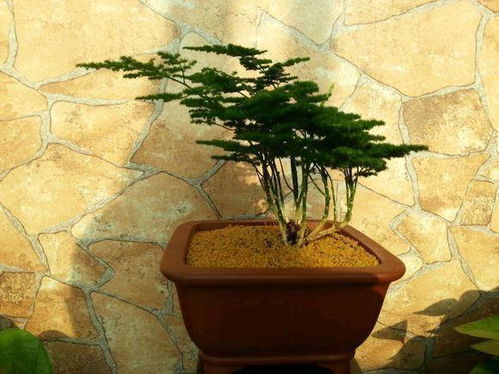 换水与施肥的频率