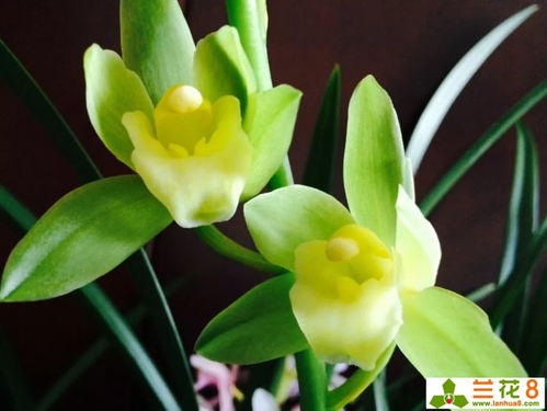 真实案例：月季变光杆司令