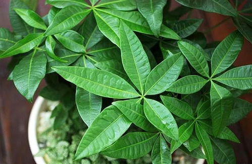 发财树换盆后多久浇水最合适？有没有什么技巧