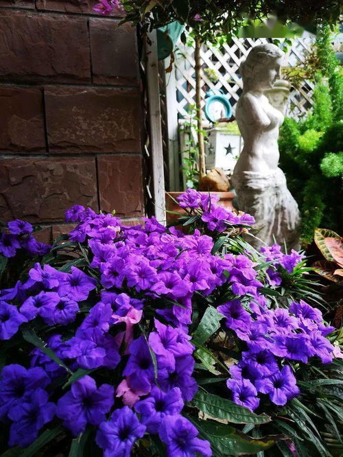 夏日花园的常见问题解答