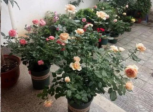 玫瑰花带刺的生物学原因是什么？