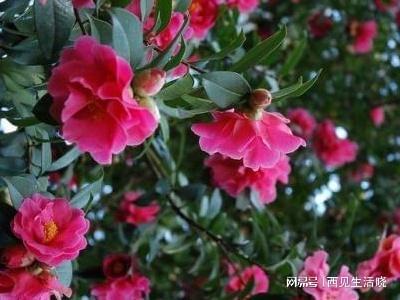 山茶花：冬春之间的色彩盛宴