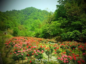 探秘十堰市独特花文化：月季盛景一览无遗
