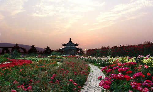 月季花开， 南阳产业振兴新篇章