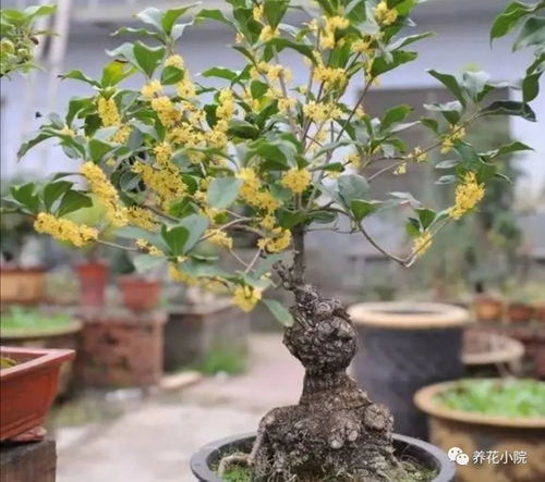 夏季空调房养护：喷叶好还是灌根好？关键堪时机