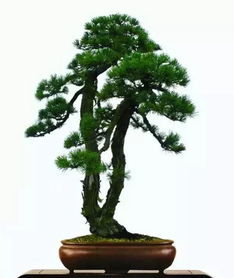 修剪技巧要掌握