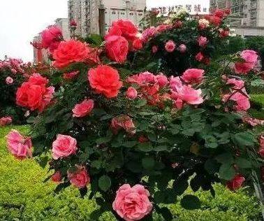 Zui佳移栽时间：选择时机hen重要