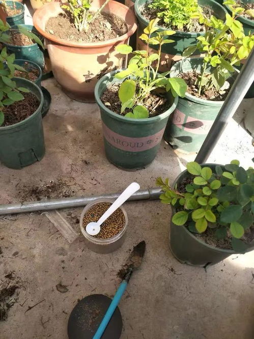 肥料类型及使用方法