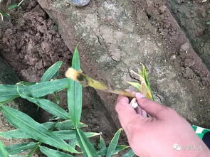 生姜种植的烦恼：姜瘟病的困扰