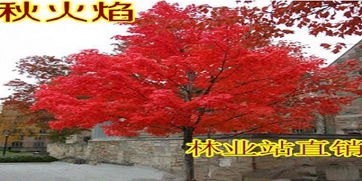 枫树的美，你懂得吗？