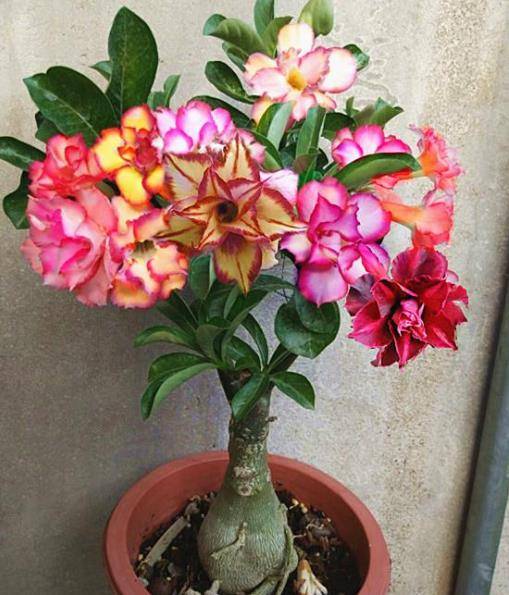 第四步：浇水，得讲究方法