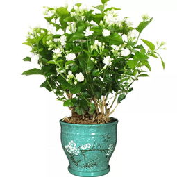 懒人盆栽：它的习性有点像仙人掌