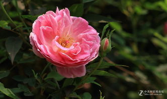 月季花，还是橄榄花？