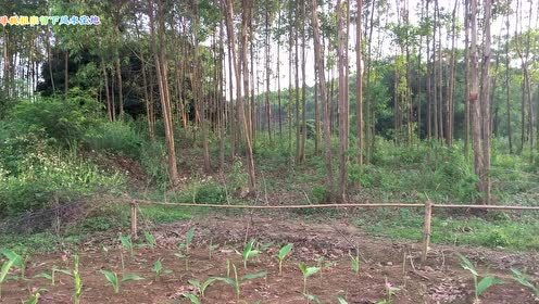 柿子树风水宝地，选在东南方位是否最佳